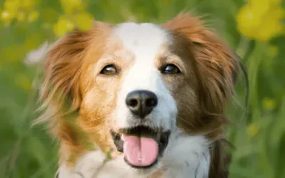 Schüßler Salze für den Hund - Dr. Helga Grafe