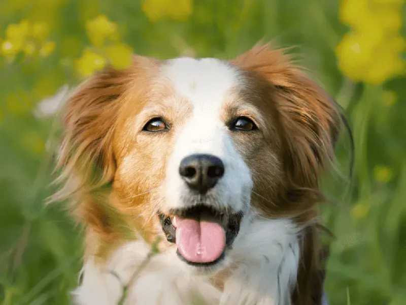 Schüssler Salze für den Hund