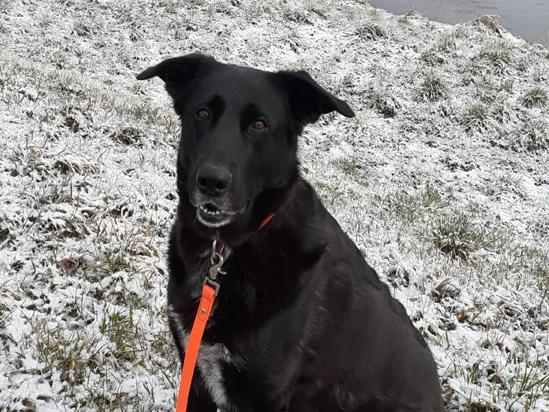 Luna liebt Schüssis